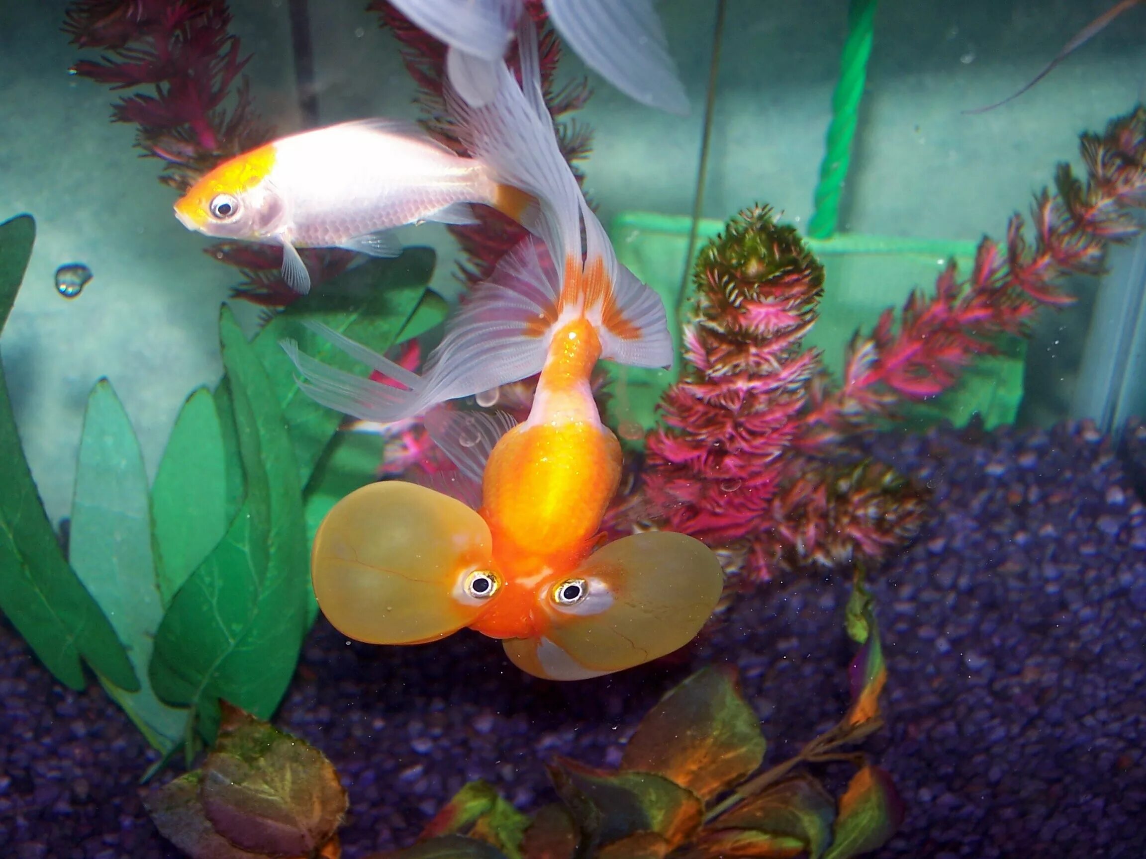 Рыбки гуппи и Золотая рыбка. Аквариумные рыбки Золотая рыбка. Тосакин Золотая рыбка. Красивые рыбки для аквариума.