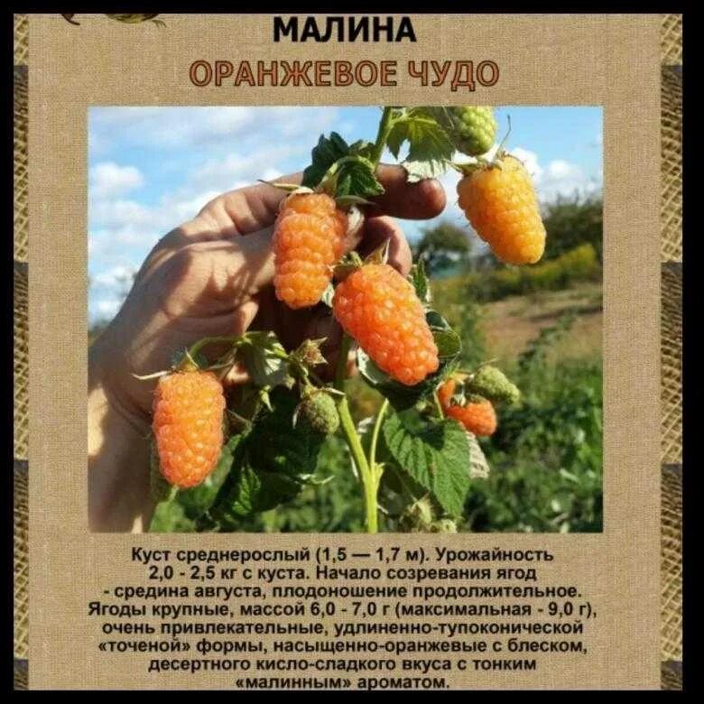 Оранжевое чудо малина описание сорта фото отзывы