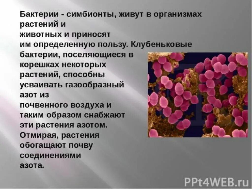 Пример симбиоза бактерий. Бактерии симбионты. Бактерии симбионты животных. Бактерии симбионты примеры. Бактерии симбионты человека.