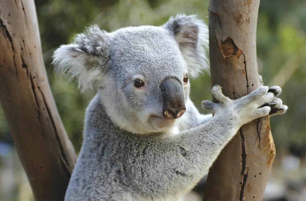 Кенгуру, коалу и вомбат. Эму коала кенгуру. Австралия кенгуру и коала. Животные Австралии: кенгуру, коала, эму, Утконос.