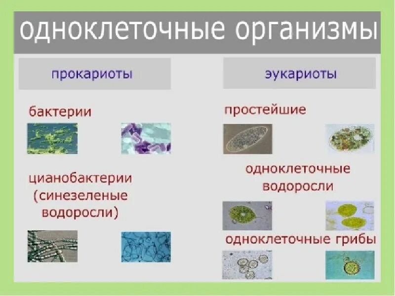 Разнообразие многоклеточных