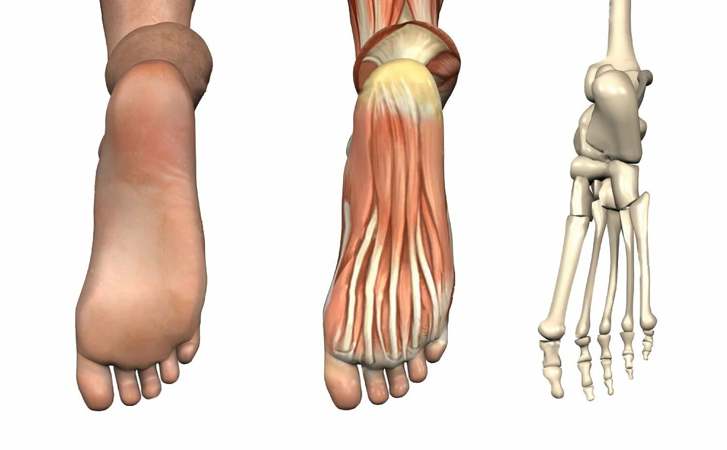 Пятка снизу. Стопа анатомия. Строение стопы. Стопа снизу анатомия. Строение стопы человека.