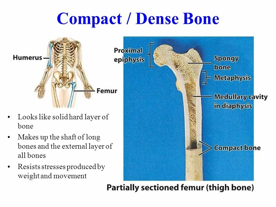 Bone meaning