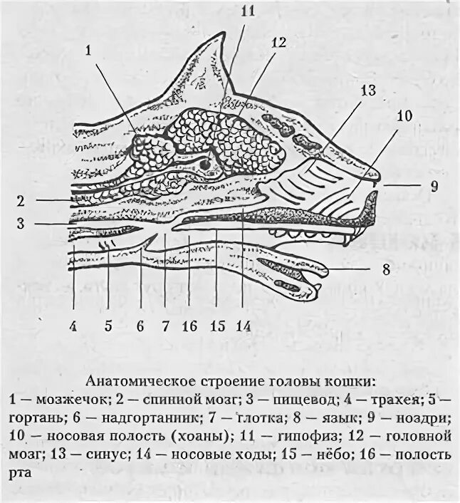 Пищевод кошки. Анатомия носовой полости кошки. Носовая полость анатомия животных строение. Анатомия ротовой полости кошки. Строение полости рта кошки.