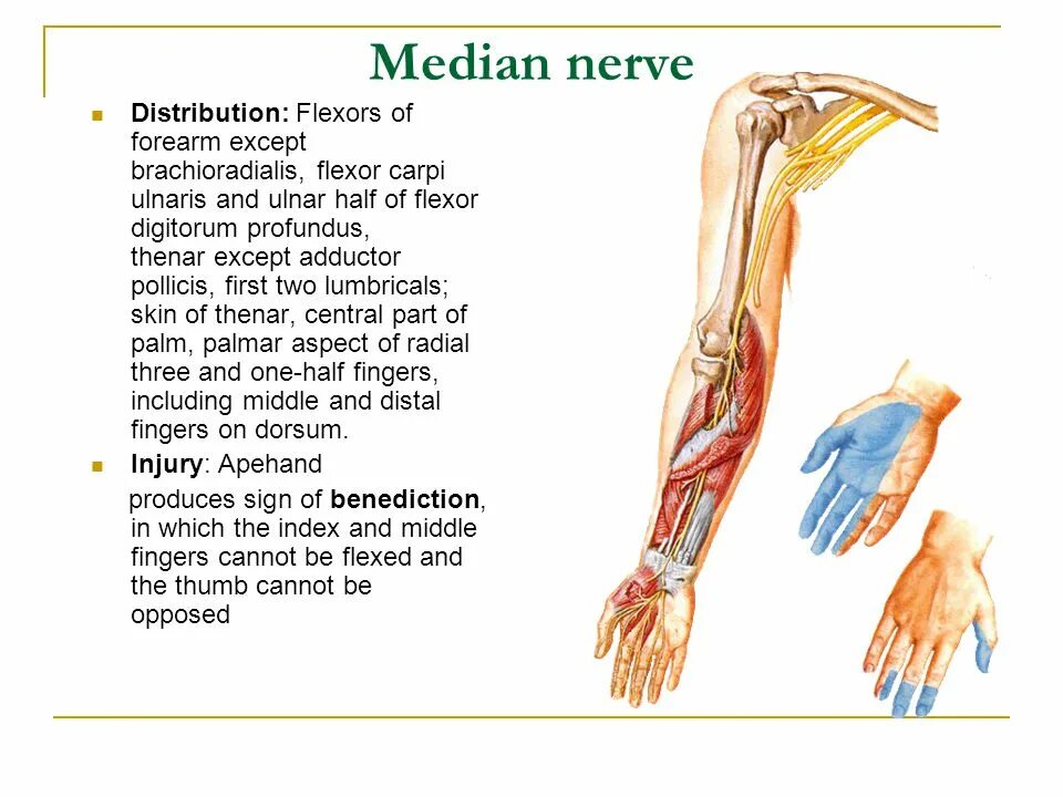 Сообщение о жестах. Беседа болезни грязных рук. Сообщение рука человека. Мышцы руки анатомия. Строение мышц руки человека.