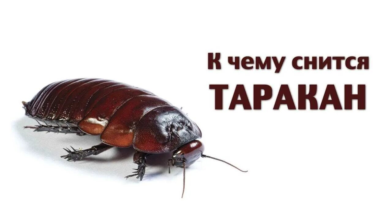К чему снятся много тараканов во сне. К чему снятся тараканы живые женщине. Что означает во сне видеть тараканы. К чему снятся жуки много. Тараканы во сне к чему снятся женщине много.