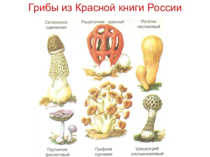 Растения красной книги грибы