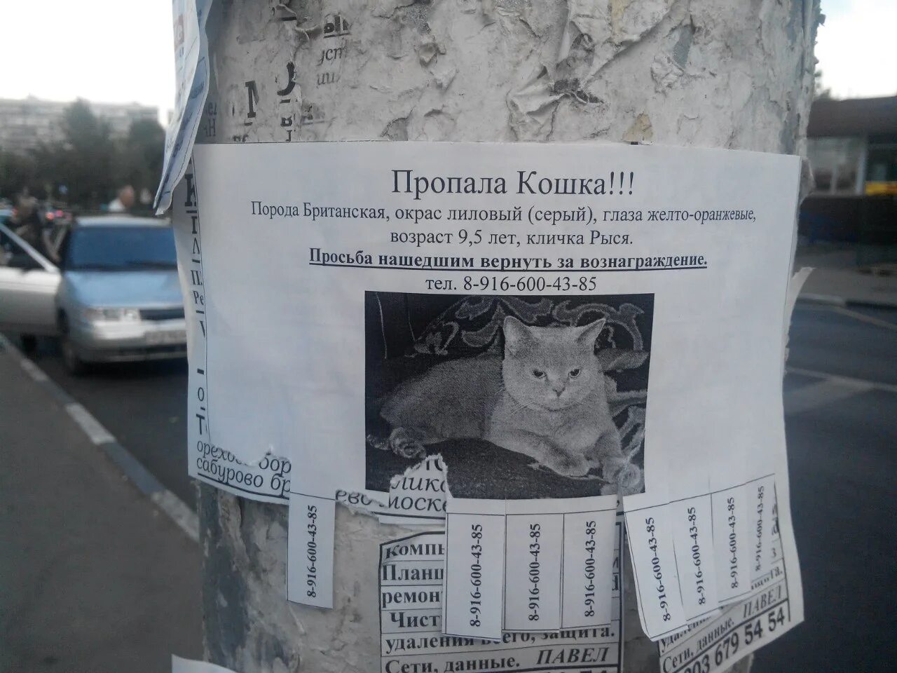 Объявления о животных. Объявления о пропаже животных. потерялась кошка объявление. объявления о потере животных. пропала кошка.