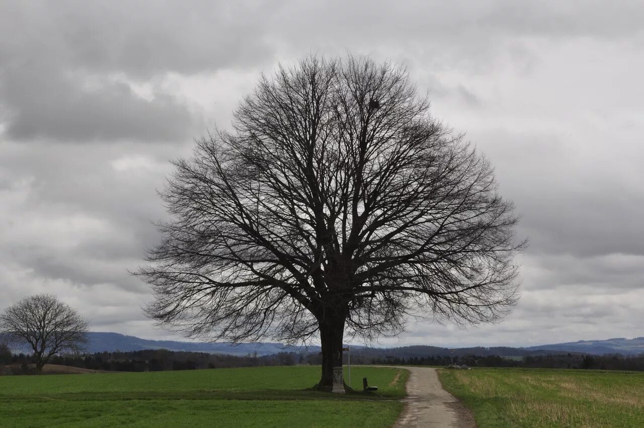 Первый став дерева. Голое дерево. Дерево обычное. Одинокое голое дерево. Одинокое дерево фото.