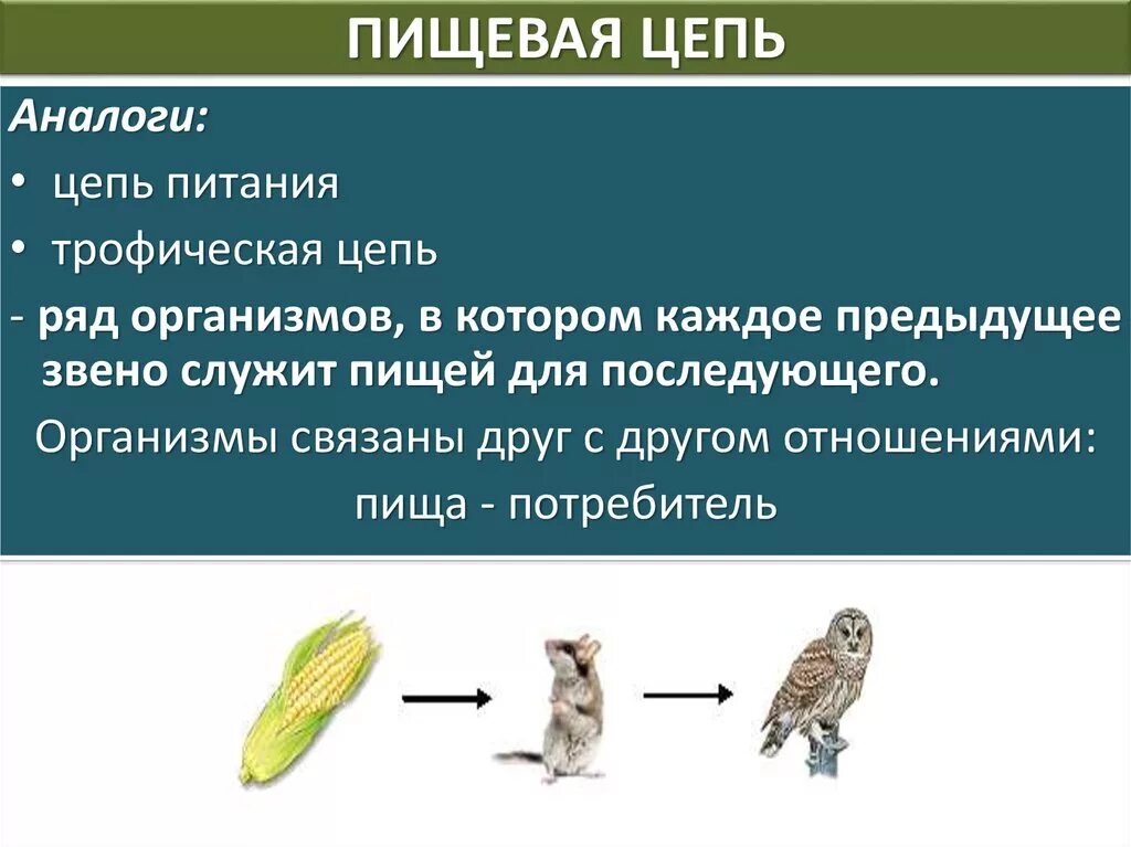 Выпадение одного звена из цепи питания нарушит. Пищевая цепь. Виды пищевых цепочек. Виды пищевых цепей. Пищевая цепочка животных.