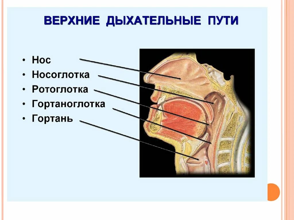 Полость носа и глотки. Носоглотка ротоглотка гортаноглотка строение. Строение верхних дыхательных путей анатомия. Нос носоглотка гортань. Схема строения верхних дыхательных путей.