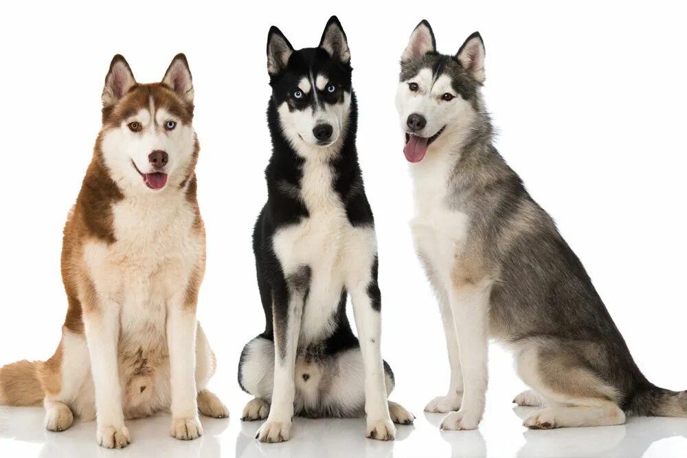 Порода собак хаски характеристика плюсы и минусы. Хаски собака фото на белом фоне. Хаски собака плюсы и минусы. Порода хаски характеристика. Маламут и хаски.