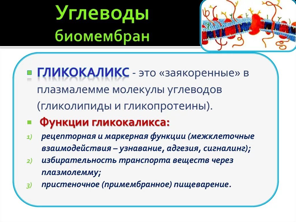 Углеводы мембран функции. Функции гликокаликса в клеточной мембране. Гликокаликс строение и функции. Гликокаликс функции.