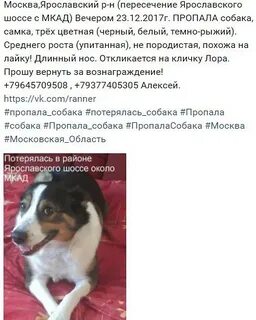 Заговор собака