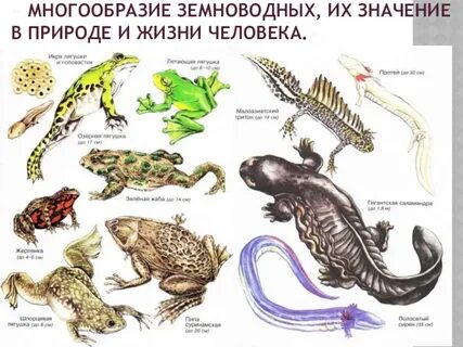 Какая амфибия чувствует