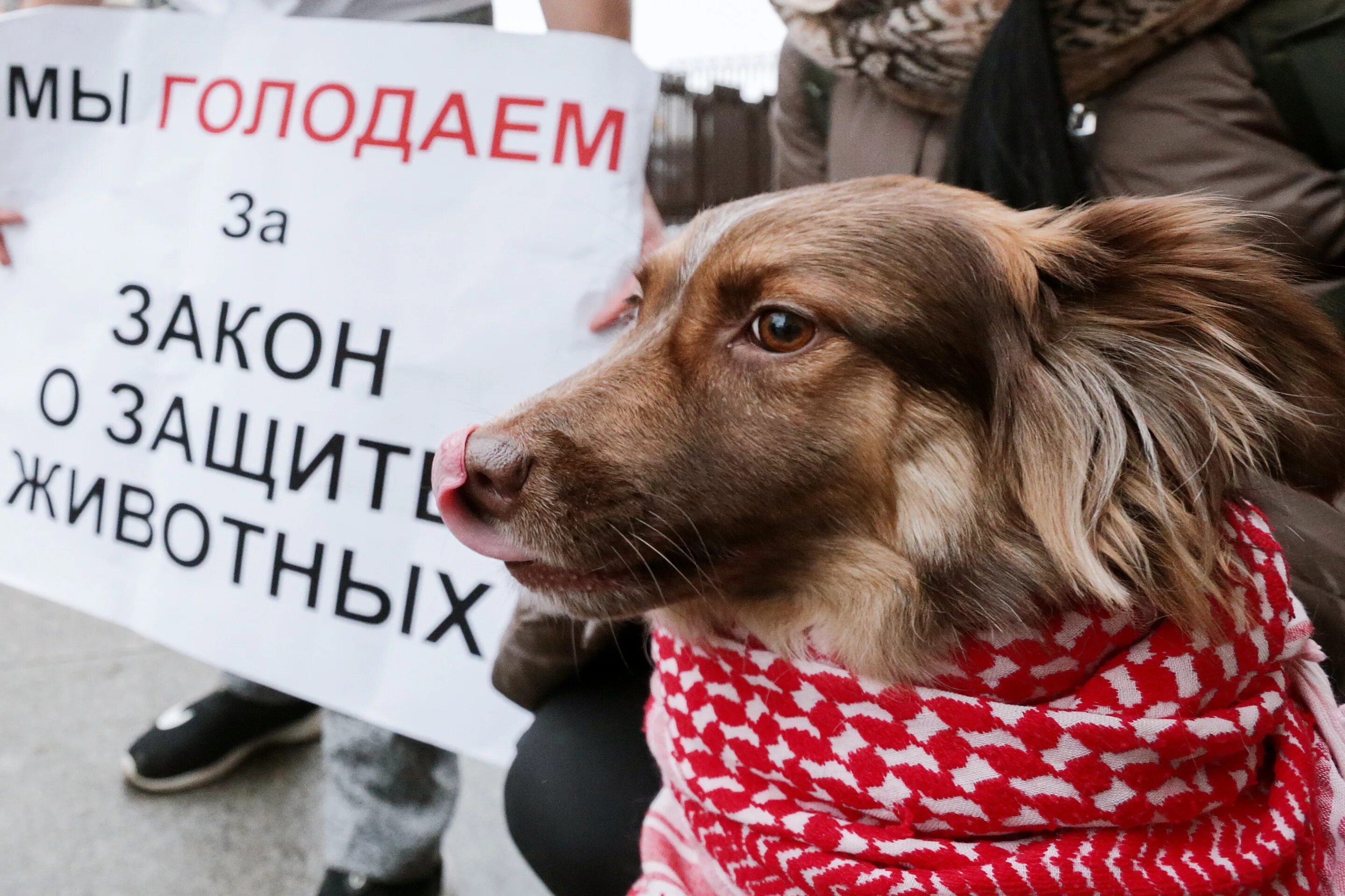 Животные без документов. Защита прав животных. Законопроект о защите животных. Защита бездомных животных.