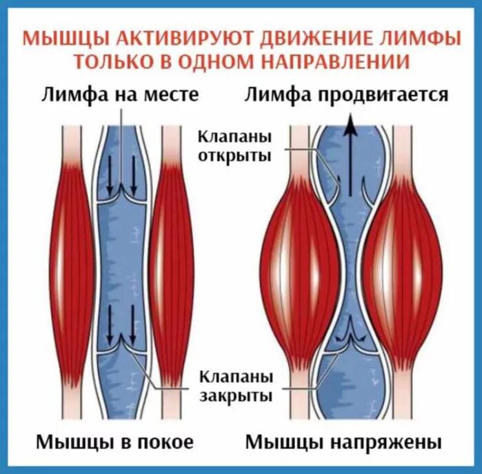 Мышца напрягающая. Напряжение мышц. расслабленная и напряженная мышца. спазмированные мышцы. нормальная мышца и спазмированная.