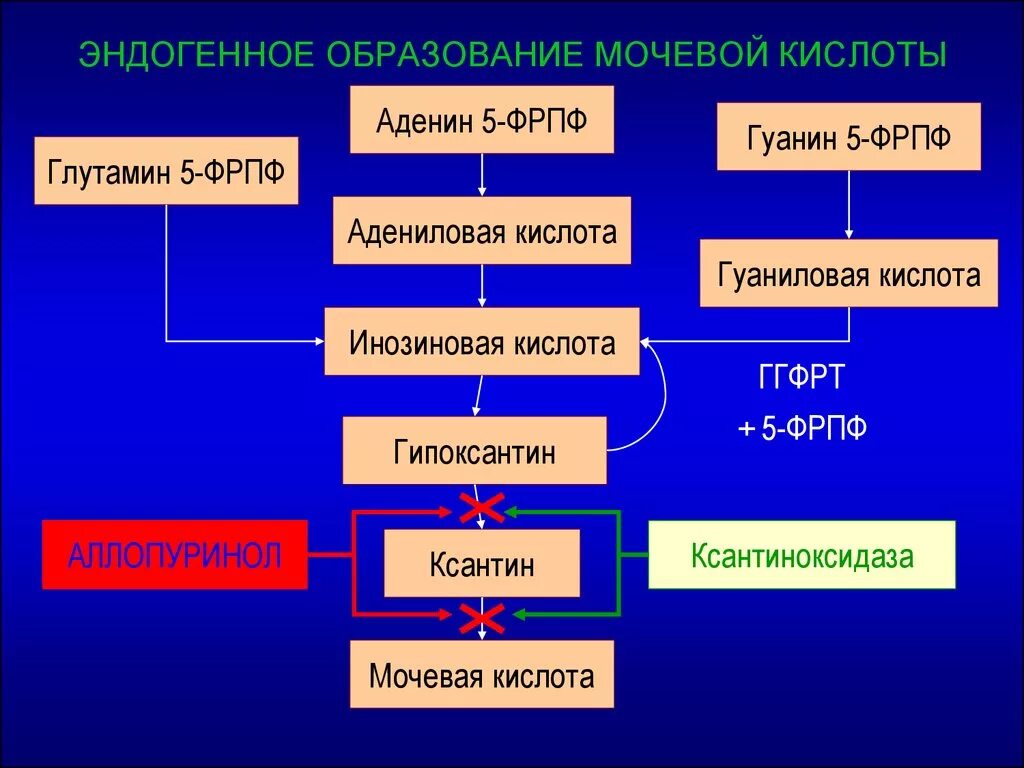 Образование мочевой кислоты