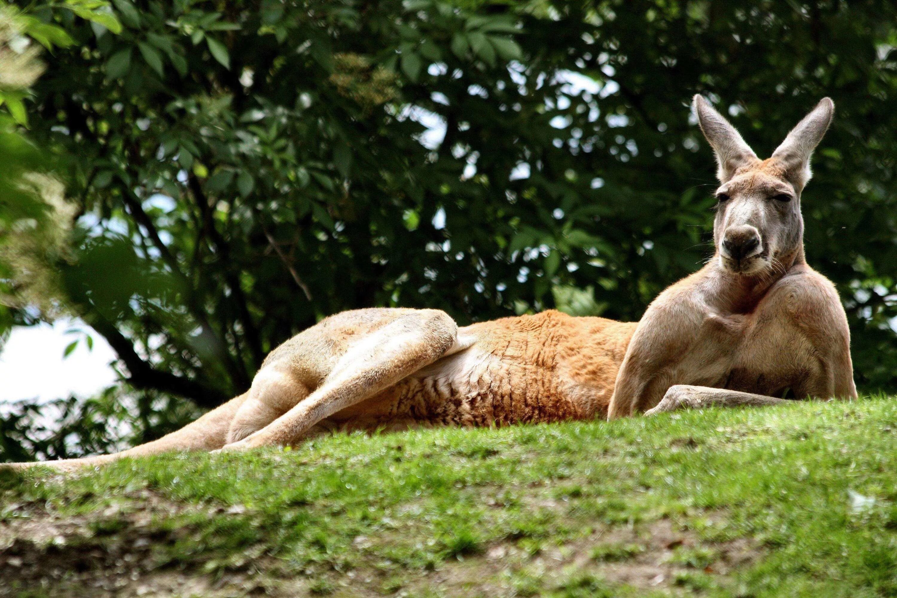 Австралийский кенгуру. Кенгуру в Австралии. Кенгуру животное Австралии. Гигантский рыжий кенгуру (Red-Grey Kangaroo).