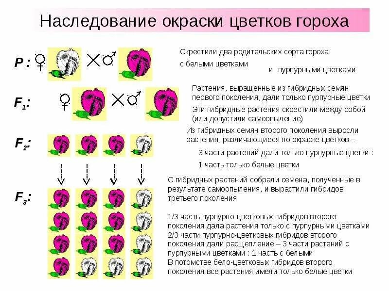 Схема независимого наследования. Моногибридное и дигибридное скрещивание. Наследование окраски цветков у душистого горошка. Наследование признака гороха.