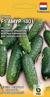 Описание огурцов амур