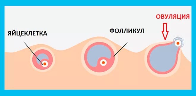 Окончание овуляции. Овуляция. Яйцеклетка женщины. Процесс овуляции.