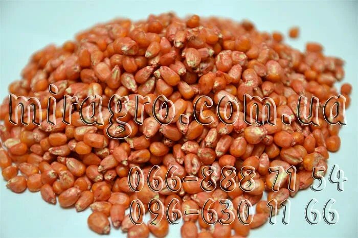 Кукуруза дентора биколор f1. Единица кукурузы. Кукуруза культурное растение. Кукуруза краснодарская 291 амв. Кукуруза саммер свит хиглощ f1 5000шт s g.