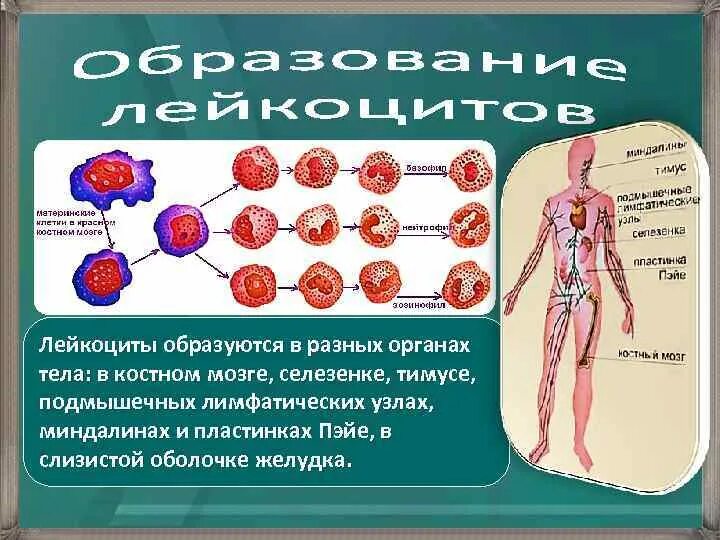 Лейкоциты образуются в Красном костном мозге селезенке а также в. Красный костный мозг лимфатическая система. Гранулоциты в костном мозге. Клетки крови образующийся в костном мозге