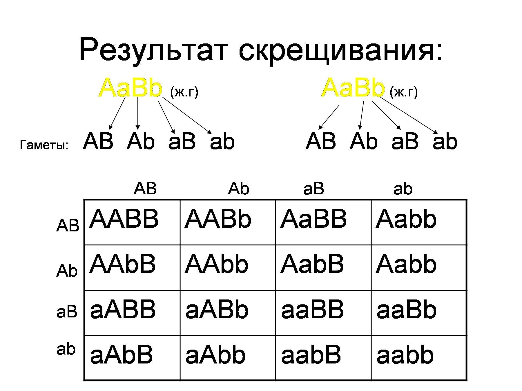 Дигибридное скрещивание AABB AABB. Скрещивание ААВB × AABB. AABB гаметы. AABB X AABB скрещивание.