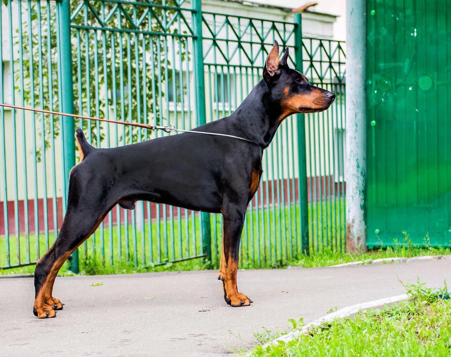Типы доберманов. Американский доберман пинчер. Европейский доберман. Европейский доберман и американский доберман. Доберман американского типа.