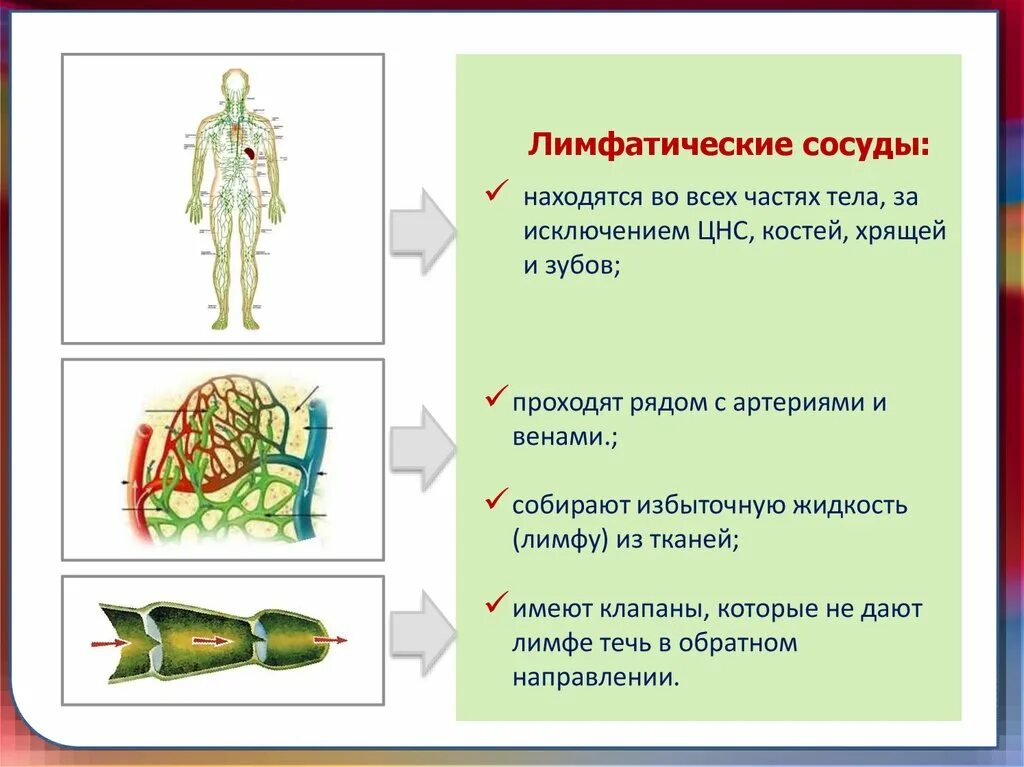 Лимфатические капилляры функции. Лимфатические сосуды. лимфатические сосуды функции. особенности строения лимфатических сосудов. лимфатические сосуды расположение в организме.