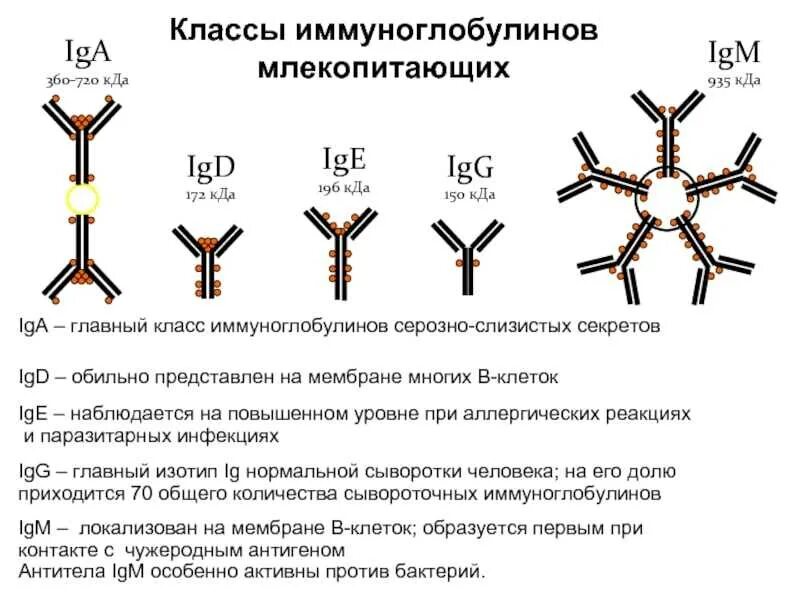 Строение igg иммуноглобулина. Определение класса иммуноглобулинов. Характеристика иммуноглобулинов. Характеристика иммуноглобулинов. Иммуноглобулины (антитела) вырабатываются:.
