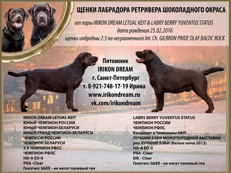 Лабрадор характеристика минусы. Лабрадор ретривер параметры породы. лабрадор ретривер параметры взрослой собаки. порода собак лабрадор характеристика. стандарт породы лабрадор ретривер ркф.