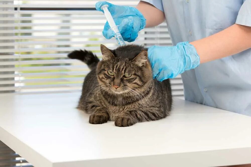 Вакцинация кошек какие. Вакцинация кошек. Кот у ветеринара. Кошка в ветеринарной клинике. Кошка в ветеринарке.