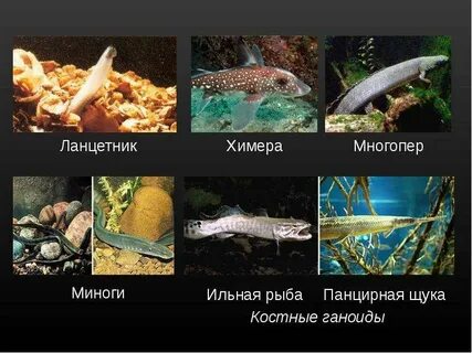 Щука костная
