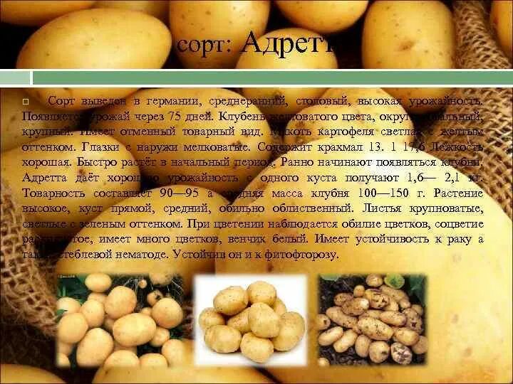 Купить семена Картофель Potato Adretta в Москве: доставка семян по России и СНГ 