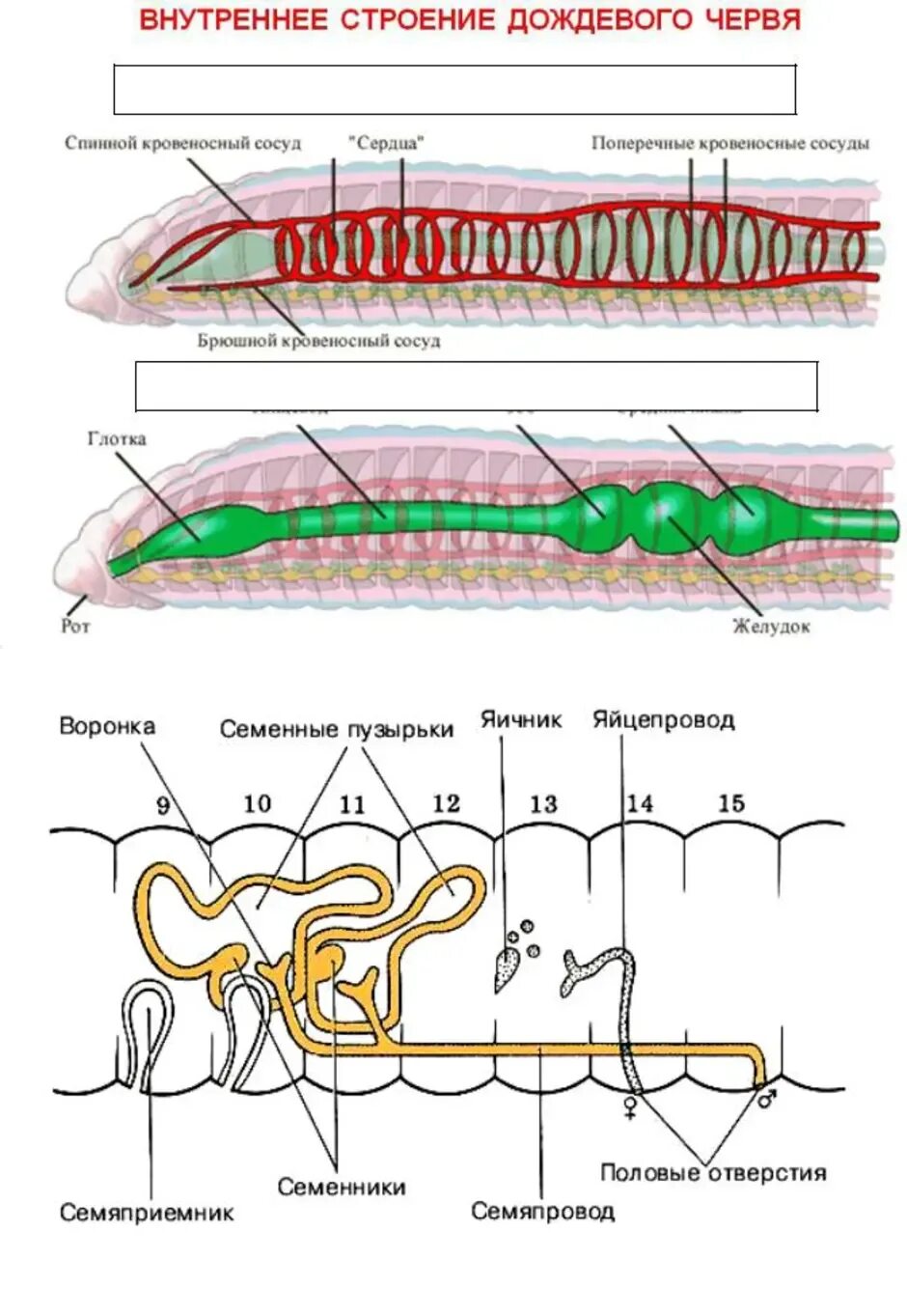 Строение половой системы дождевого червя. Внутреннее строение дождевого червя системы органов. Системы дождевого червя таблица. Кольчатый червь строение половой системы.