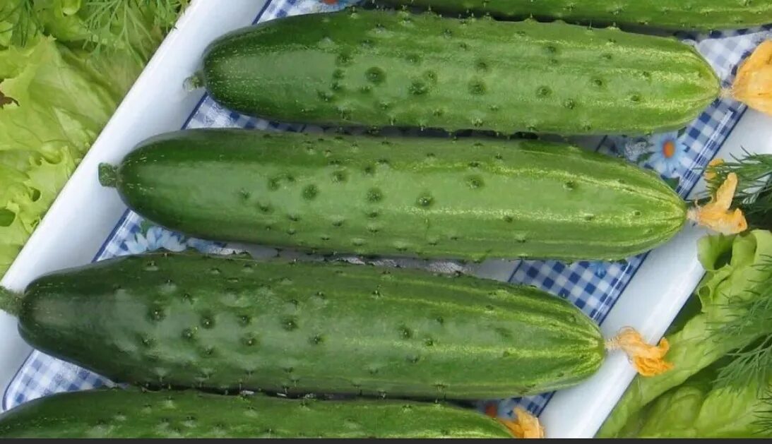 Семена. Семена огурцов зозуля. Семена огурец geolia «маша» f1. Сорт огурцов зозуля. Огурцы зозуля.