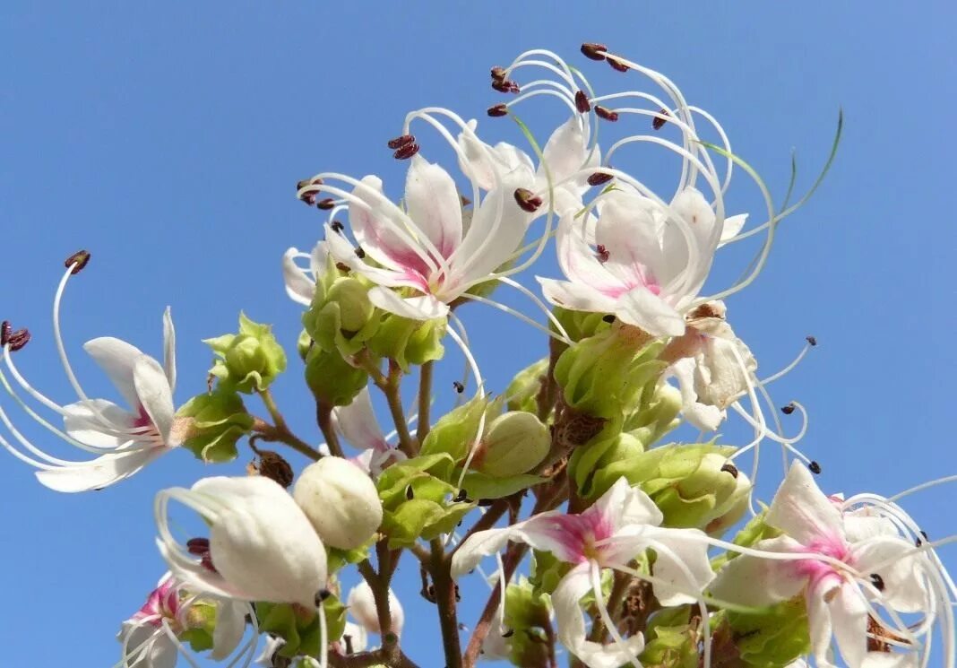 Клеродендрум выращивание. Клеродендрум фрагранс. клеродендрум (clerodendrum). клеродендрум старшайн. клеродендрон пахучий.