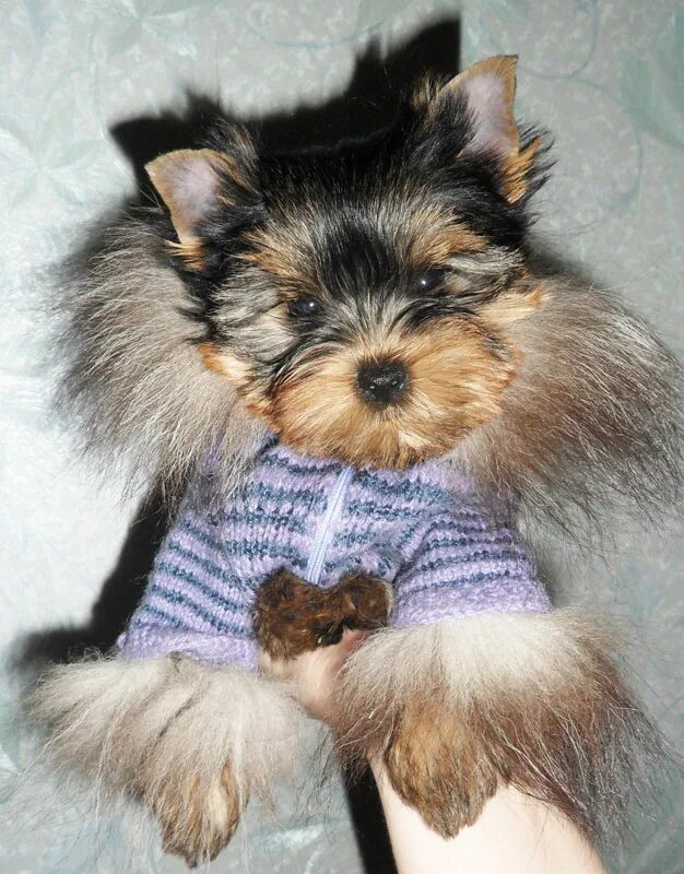 йоркширский терьер щенок 1 месяц. йоркширский терьер 2кг. йорк терьер щенок 2мес. йорк мини и стандарт. мини йоркширский терьер 2 месяца.