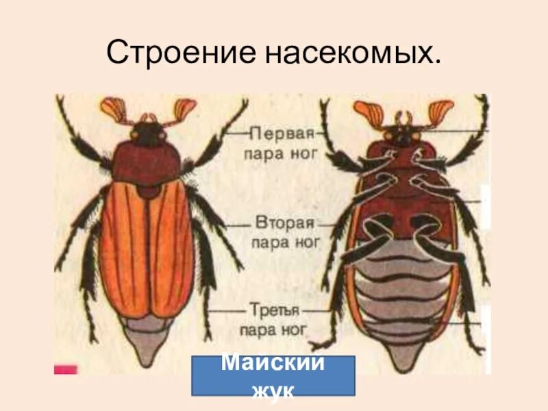 Строение насекомого майского жука. Строение насекомых Майский Жук. Внешнее строение хруща майского. Майский Жук строение биология. Отделы тела насекомых 7 класс биология.