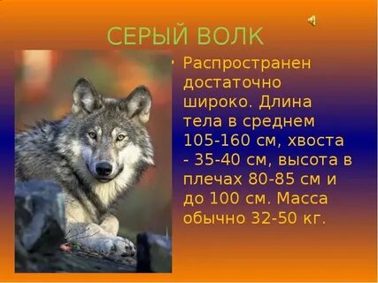 Волк тип питания