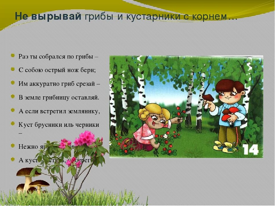 Грибы нужно срезать или вырывать с корнем. Грибы нужно срезать или вырывать с корнем. Не вырывайте грибы с корнем. Не вырывайте кустарники с корнем. Срезать грибы или.