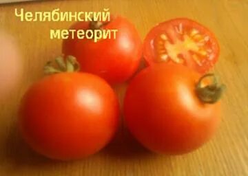 Томат сорта челябинский метеорит. Томат сорта челябинский метеорит