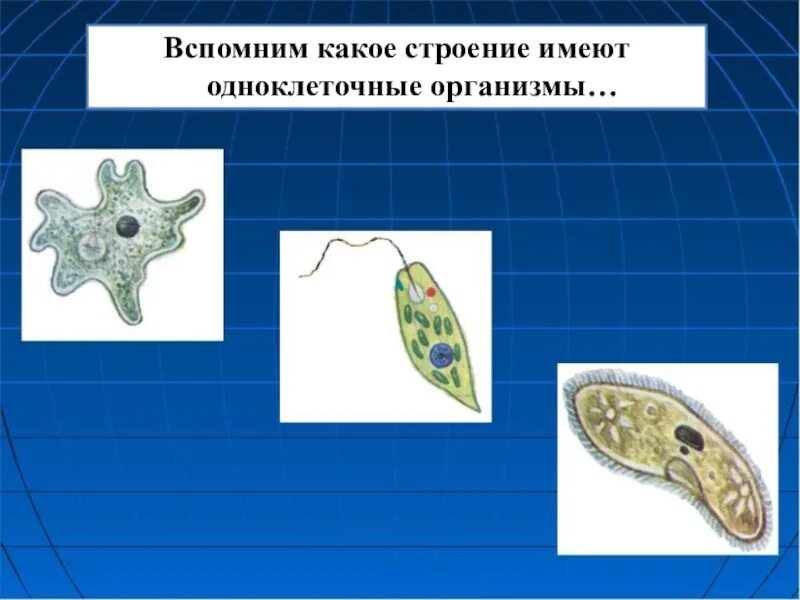 Одноклеточные организмы. Строение одноклеточных. Движение одноклеточных организмов. Движение организмов 6 класс. Одноклеточная брюс