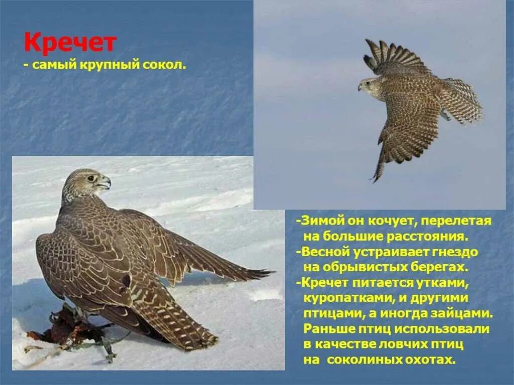 The largest falcon in the world, the ghostly Gyrfalcon (Falco rusticolus) is a f