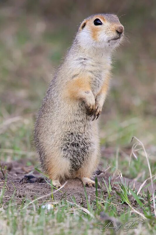 Суслик крапчатый (spermophilus suslicus). Суслик. Пустынная белка. Крапчатый суслик фото. Внутренней суслик.