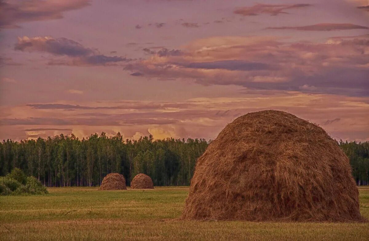 Температура сена. Сенная копна. Скирда сноп. Калязин. Скирда. Стог.. Деревня поле сенокос.