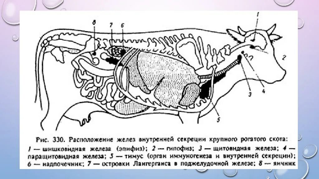 Расположение желез внутренней секреции коровы. Топография желез внутренней секреции КРС. Железы внутренней секреции коровы. Эндокринные железы крупного рогатого скота. Поджелудочная железа свиньи