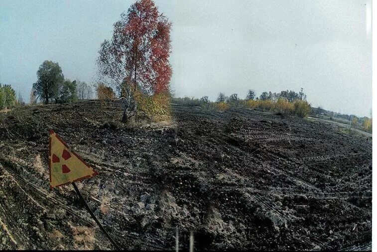 Чернобыль растения после катастрофы. Чернобыльская сосна крест. Чернобыль 26.04.1986 пораженные местности. Чернобыль природа после катастрофы.